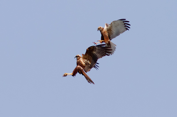 Bruine Kiekendief
Vrouwtje (beneden) vangt de prooi die het mannetje boven haar loslaat.
Trefwoorden: Warmond - Kogjespolder