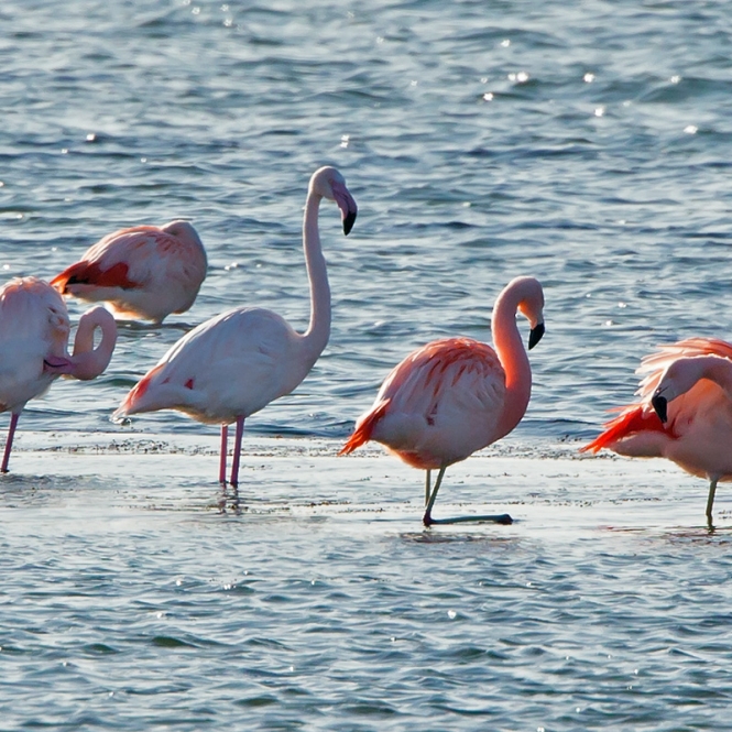 Flamingo & Chileense Flamingo
Op de voorgrond van links naar rechts eerst twee 'gewone' en dan twee Chileense.
Trefwoorden: Battenoord