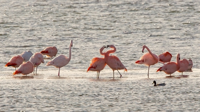Flamingo
Trefwoorden: Battenoord