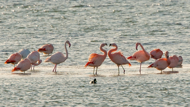 Chileense Flamingo & Flamingo
De twee baltsende zijn Chileense Flamingo's; de links toekijkende een 'gewone' Flamingo.
Trefwoorden: Battenoord