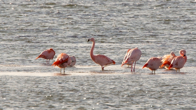 Chileense Flamingo
De rechtop staande is een Chileense Flamingo
Trefwoorden: Battenoord