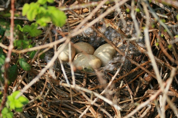 Nest van Grauwe Gans
