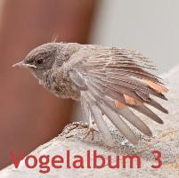 omslag_Vogelalbum_3.JPG